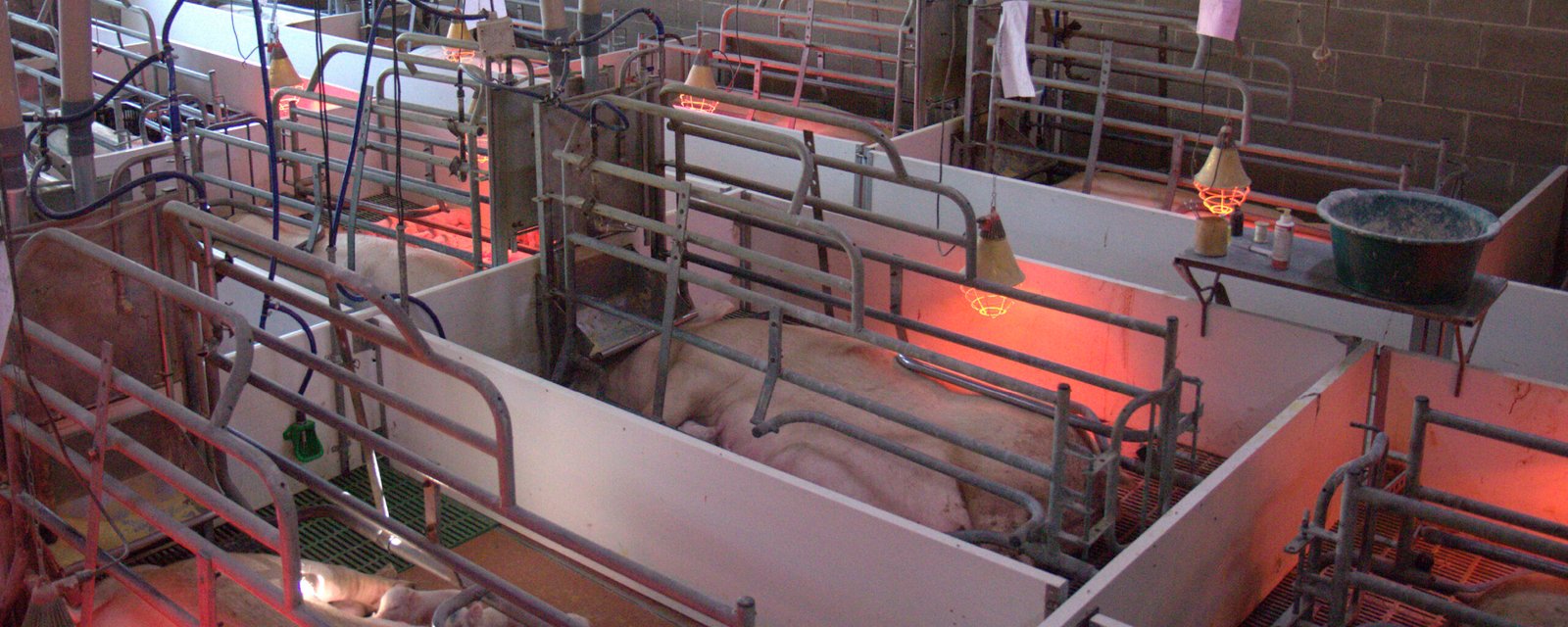 Fisiología y nutrición durante el período de transición