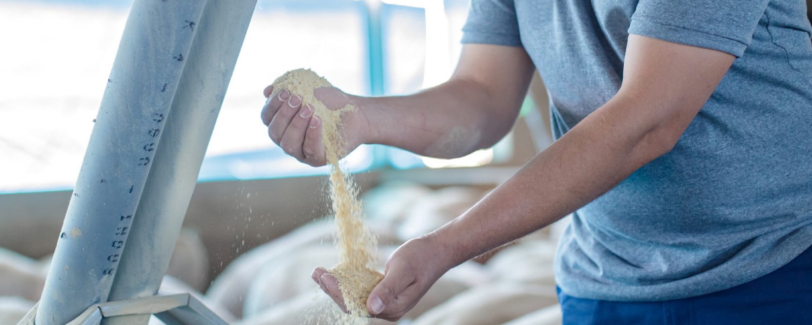 Índice de conversión alimenticia: cómo afecta la rentabilidad