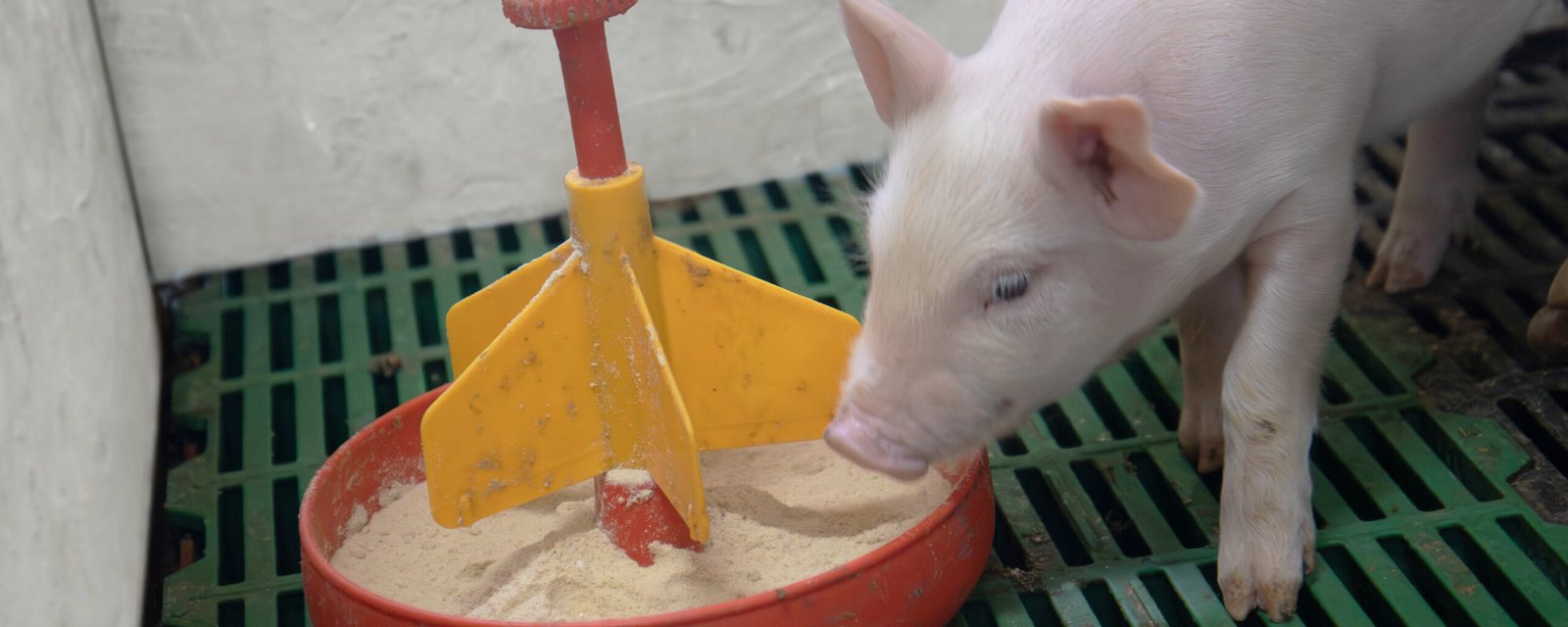 Creep Feeding en Lechones: Estrategia Nutricional