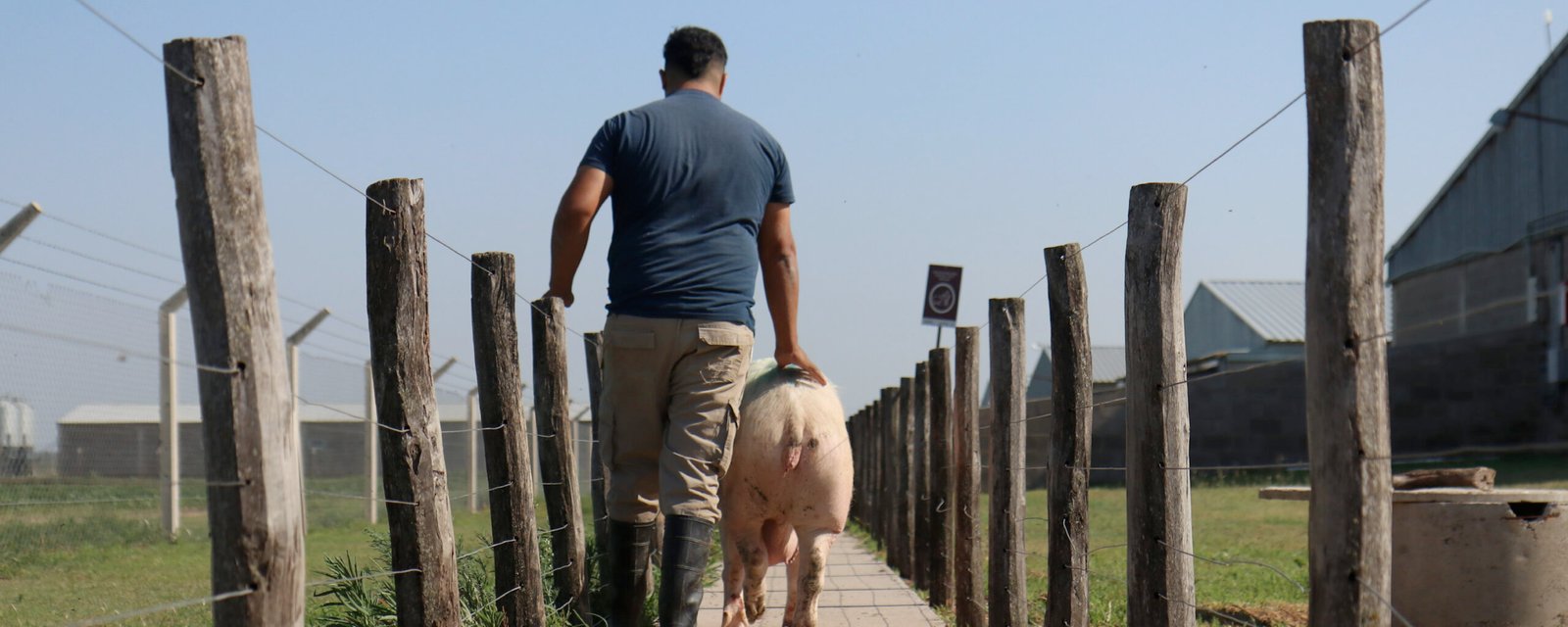 Claudicación en cerdas reproductoras: