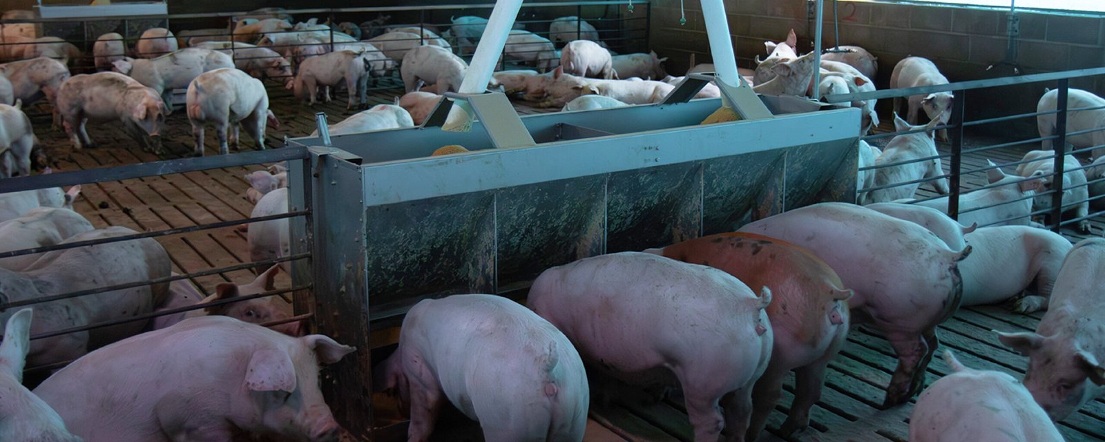 Estrés calórico en cerdos, su impacto en la producción.