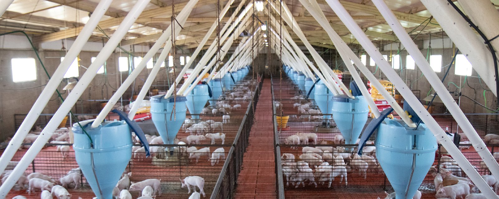 ¿Cuántos animales son suficientes? Tamaño muestral